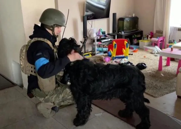 Bavaria, la guapa Schnauzer Gigante rescatada por el ejército ucraniano
