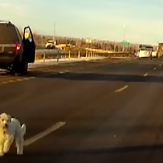 ¿Por qué es tan importante que tu perro no viaje …