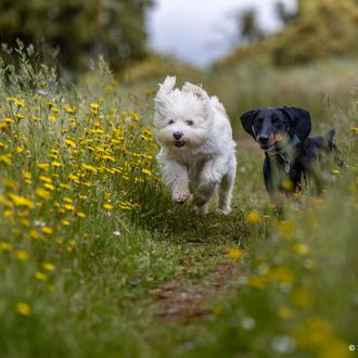 Dermatitis y otras reacciones alérgicas en perros: síntomas, tratamientos (y …