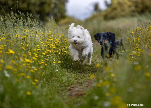 Dermatitis y otras reacciones alérgicas en perros: síntomas, tratamientos (y cuándo hay que ir de inmediato al veterinario)