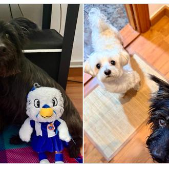 Un día después del partido caninamente solidario del RCD Espanyol …