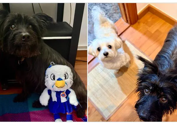 Un día después del partido caninamente solidario del RCD Espanyol, ¡ya han adoptado al primer perro!