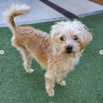 Kristen Bell presenta a su nuevo perro adoptado, un mestizo …