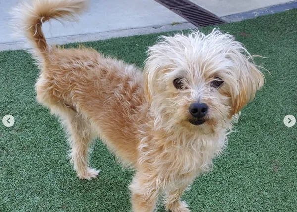 Kristen Bell presenta a su nuevo perro adoptado, un mestizo de tres patas llamado Whiskey