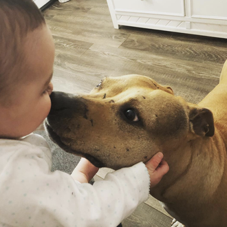 La nueva vida en familia de una Pit Bull rescatada …