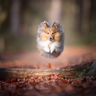 Espectaculares fotos de perros que vuelan: la alegría y la …
