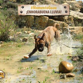 #MomentoGuau: Los paseos felices (y muy solidarios) de Lluvia, gracias …