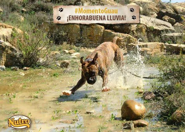 #MomentoGuau: Los paseos felices (y muy solidarios) de Lluvia, gracias a Nutro