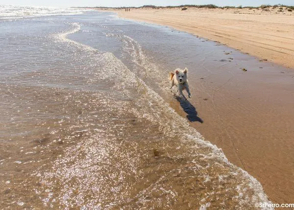 Cientos de personas se movilizan para que en Sanlúcar de Barrameda y Matalascañas los perros puedan ir a la playa