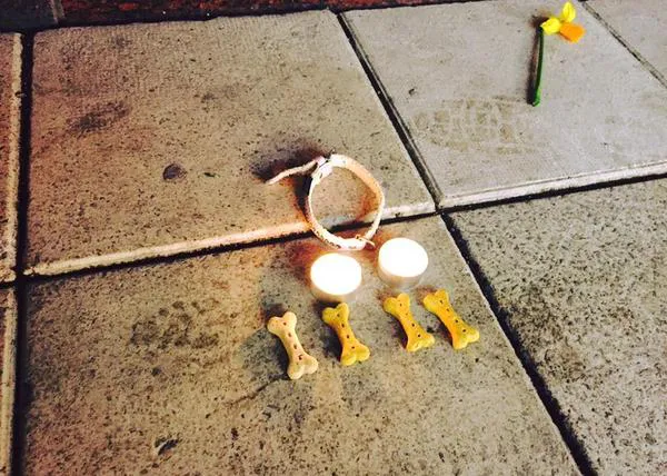 El emotivo homenaje a Iggy, el perro que murió en el atentado de Estocolmo, se hace viral