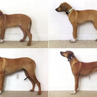 Geniales vídeos time lapse perrunos, o cómo crecer a la …