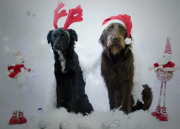 Las travesuras perrunas que más nos han hecho reír, ¡gracias por ser trastos caninos tan geniales!