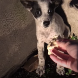 La transformación de una cachorrota aterrorizada, rescatada gracias a un …