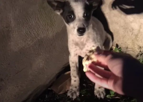 La transformación de una cachorrota aterrorizada, rescatada gracias a un trozo de lasaña