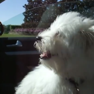El aire acondicionado disfrutado -y también comido- por los perros