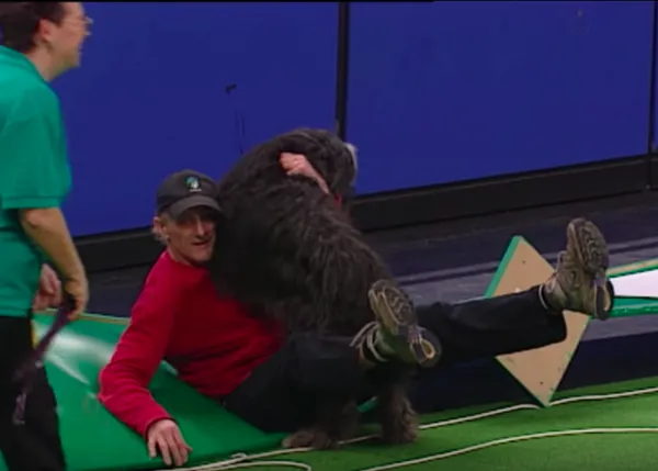 Recorridos de Agility que se llevan el gran premio al perro disfrutón y generan carcajadas