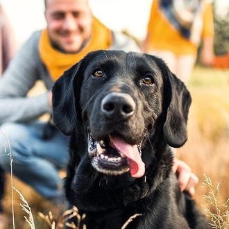 Animal Guardians: el pionero programa que previene el maltrato y …