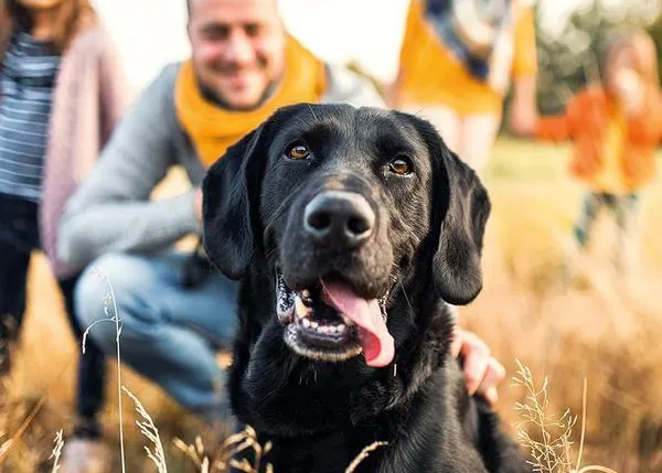 Animal Guardians: el pionero programa que previene el maltrato y ayuda a los niños a desarrollar empatía hacia los animales
