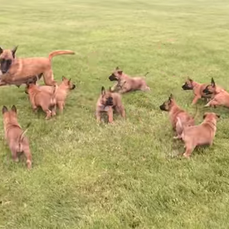 Píldoras de felicidad instantánea: cachorros jugando con su madre 