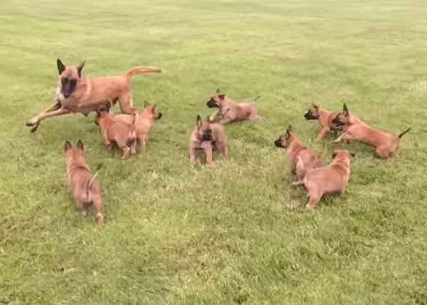 Píldoras de felicidad instantánea: cachorros jugando con su madre 