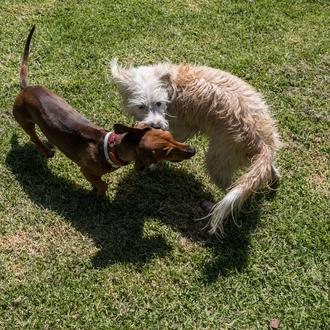 Sobre personalidades perrunas, los presuntos perros culpables y la forma …