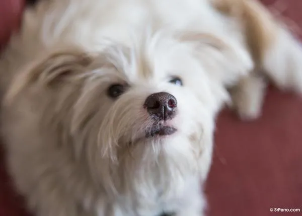 1er Estudio Anual sobre Mascotas en España de Tiendanimal: el 53% de dueños de perros y gatos ha adoptado