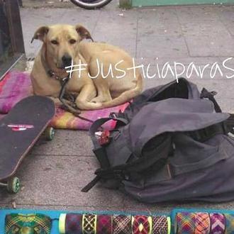 PACMA denuncia obstáculos en su lucha para conseguir #JusticiaparaSota