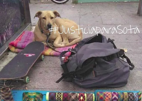 PACMA denuncia obstáculos en su lucha para conseguir #JusticiaparaSota