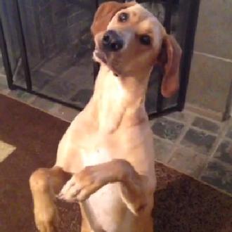 Stella, una SraPerra que se merece el Oscar canino 