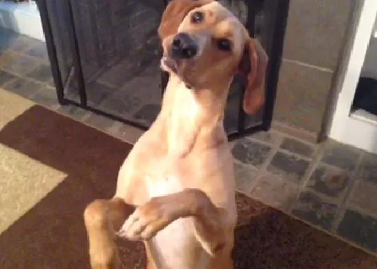 Stella, una SraPerra que se merece el Oscar canino