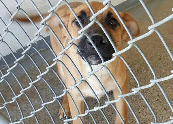 En al menos 200 ciudades de EEUU las tiendas sólo pueden vender perros de las protectoras
