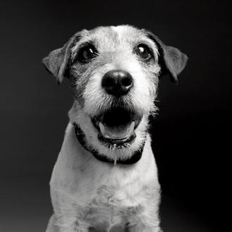 El perro que acarició el Oscar: algunos de los mejores …