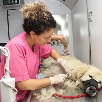 Autobuses veterinarios municipales y solidaridad por doquier: así ayudan a …