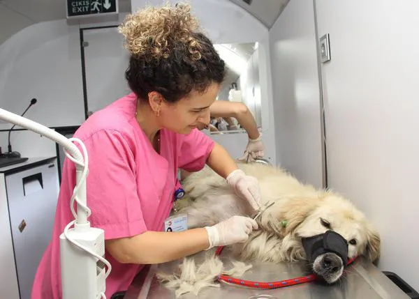 Autobuses veterinarios municipales y solidaridad por doquier: así ayudan a los perros y gatos de la calle en Estambul