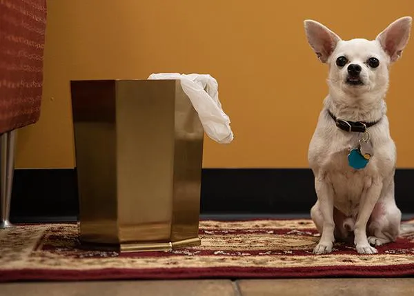 Los medicamentos humanos encabezan la lista de productos que más intoxicaciones causan a los perros