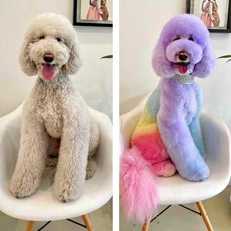 La moda de los perros teñidos, la triste moda de …