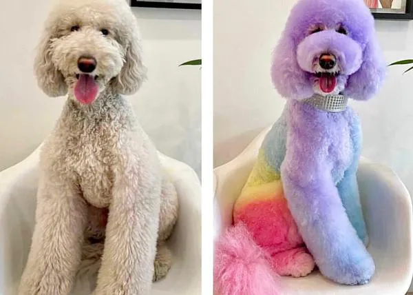 La moda de los perros teñidos, la triste moda de los perros 