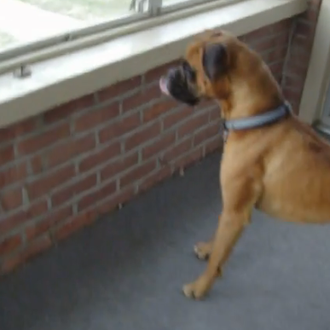 SrsPerros con mucha imaginación... el bóxer y la hoja, una …