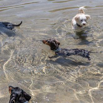 ¿La raza de perro más popular en España en 2024 …