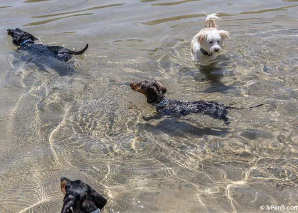 ¿La raza de perro más popular en España en 2024? Según la RSCE, los Setter Inglés, los Caniches y los Teckel