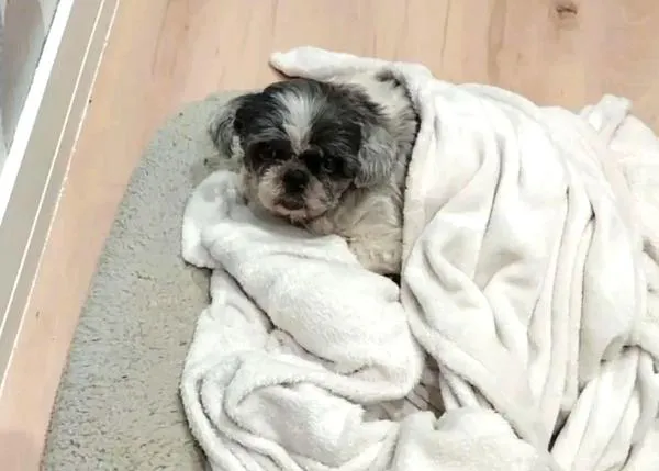 Llega el frío y la lluvia: la mayoría de protectoras necesitan donaciones de mantas o toallas para abrigar a sus perros