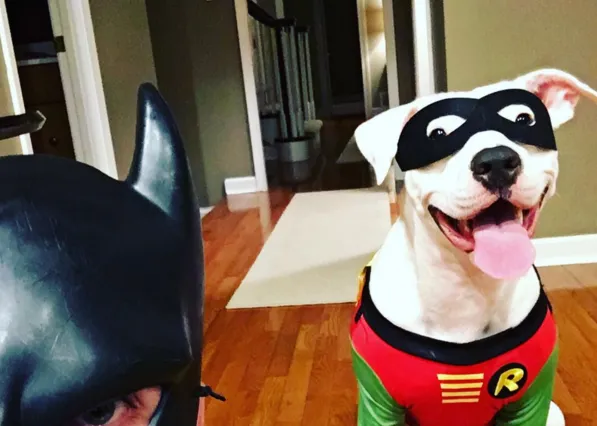 Superhéroes perrunos contra el 