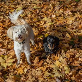 Si estás feliz puede que pienses que tu perro está …