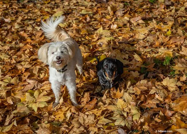 Si estás feliz puede que pienses que tu perro está triste, según un sorprendente estudio sobre los sesgos en nuestra percepción