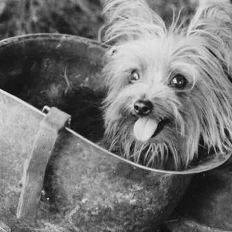 La historia de Smoky, una Yorkie que participó en la …