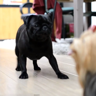Frustración carlina: una SraPerra no logra que un (peculiar) yorkie …