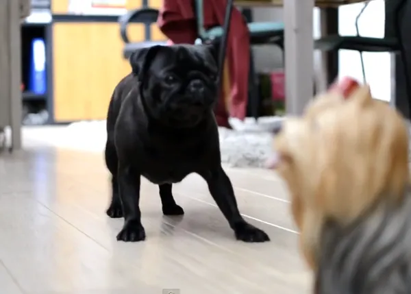 Frustración carlina: una SraPerra no logra que un (peculiar) yorkie juegue con ella