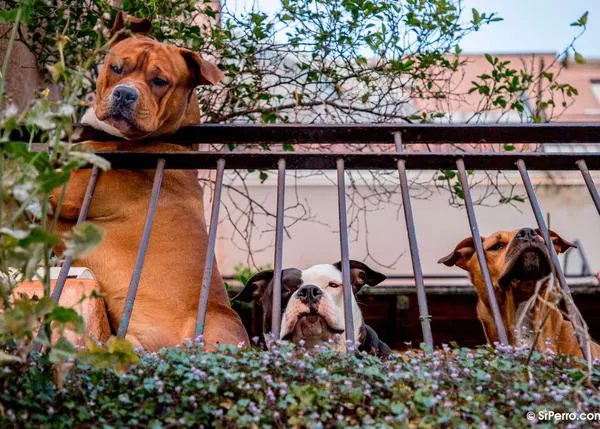 Miedo y estrés, cómo gestionar mejor los paseos o la agresividad: charlas (extra) útiles de educación canina