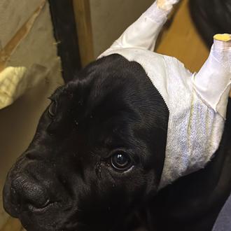 La Guardia Civil investiga a un criadero que vendía perros …
