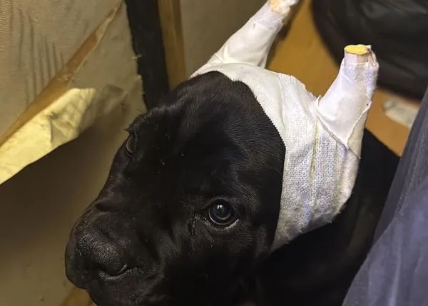 La Guardia Civil investiga a un criadero que vendía perros a los que amputaban (ilegalmente) orejas y rabos